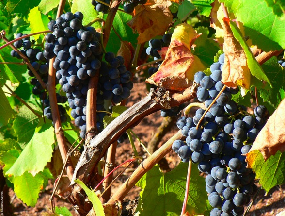 vendanges
