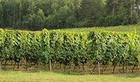Cahors vineyards