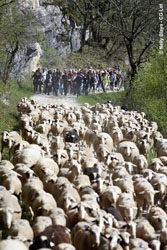 transhumance