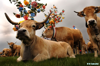 Transhumance Aubrac